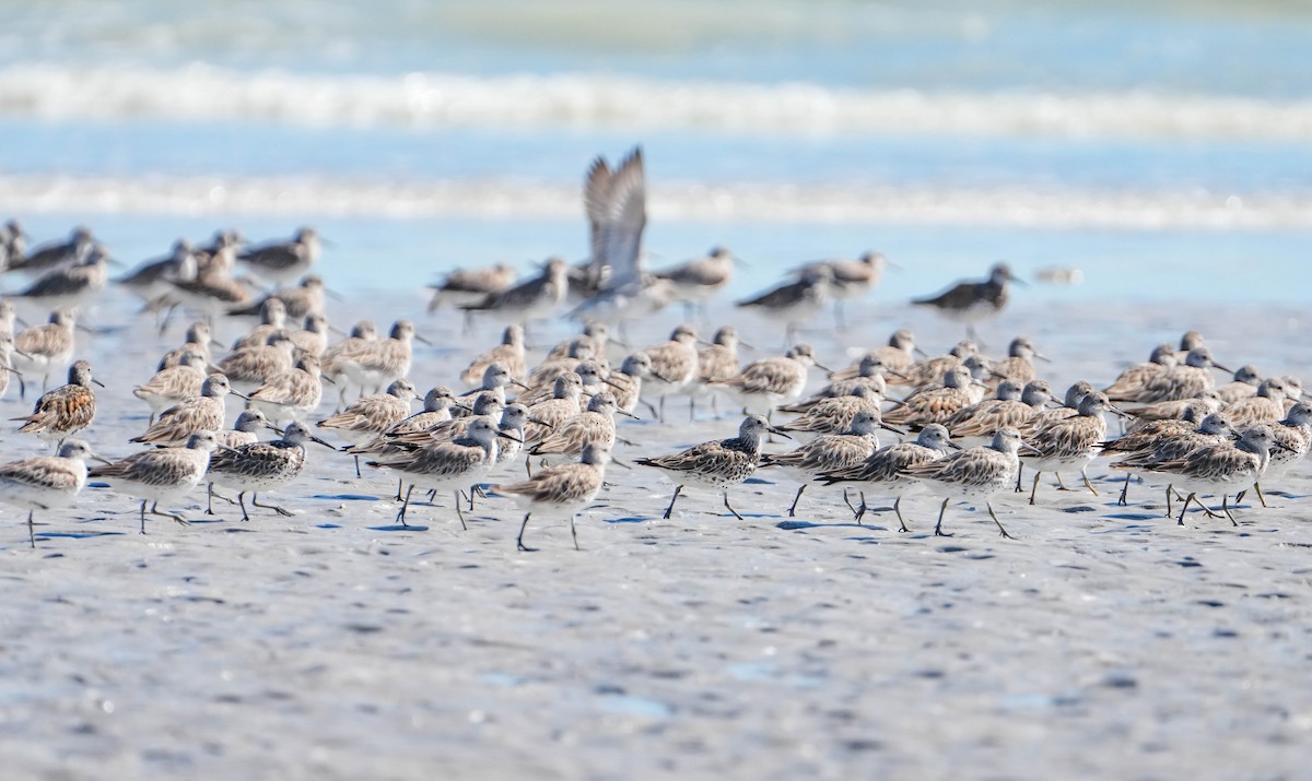 Great Knot - ML620911807