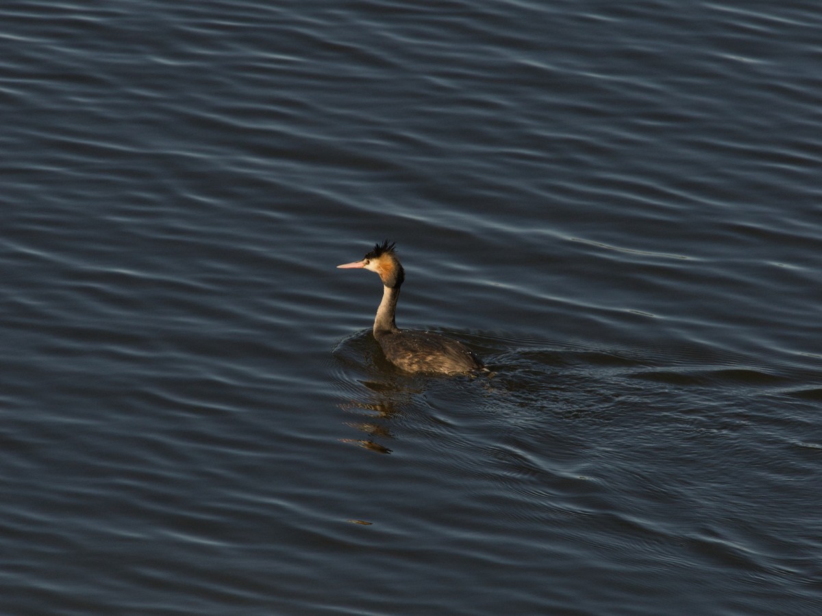Great Crested Grebe - ML620911811