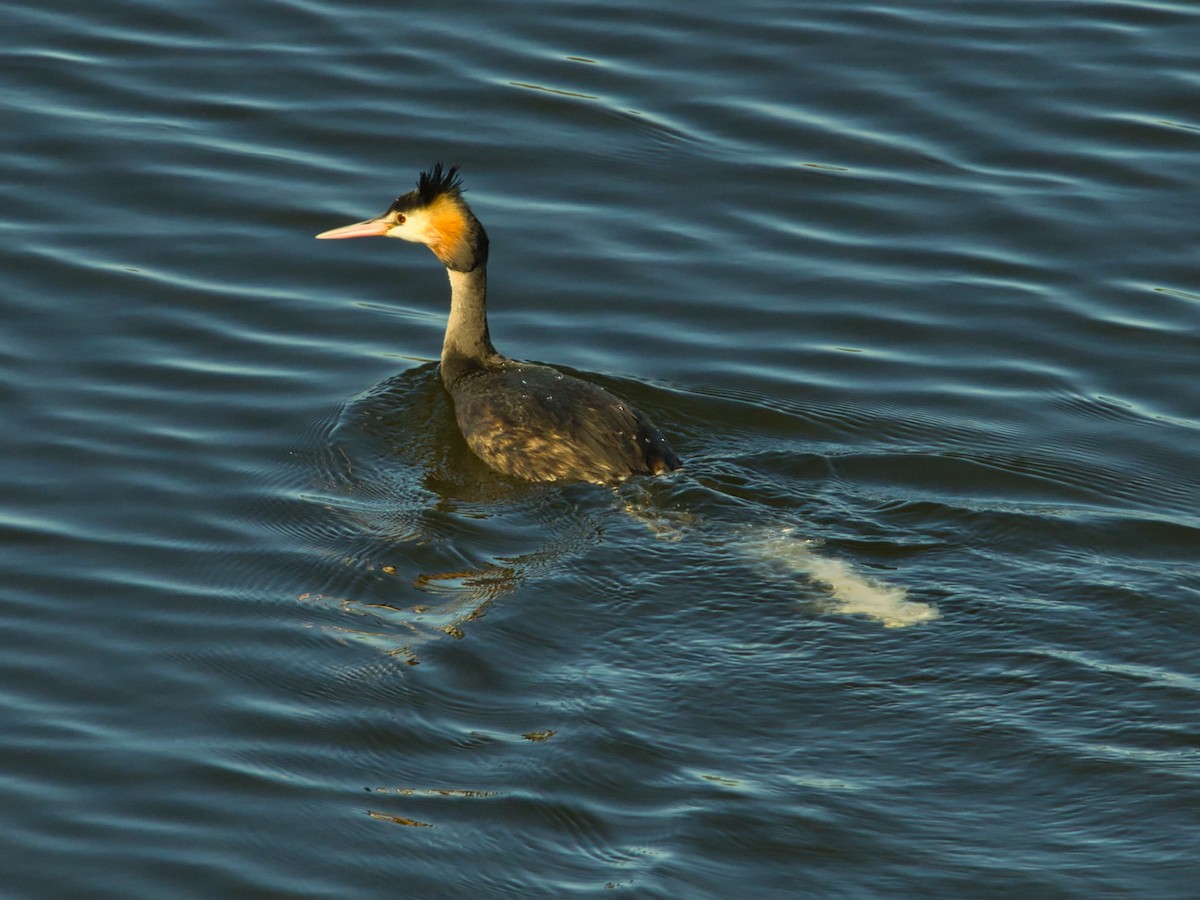 Great Crested Grebe - ML620911812