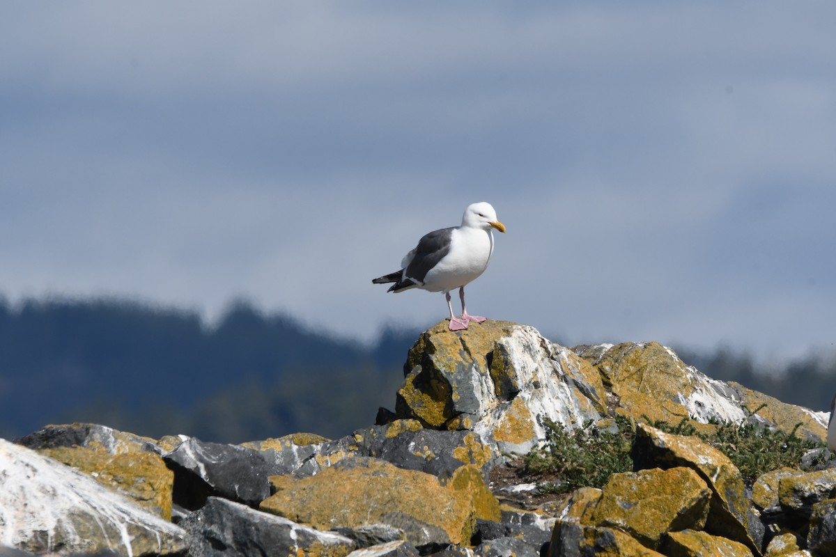 Western Gull - ML620911819