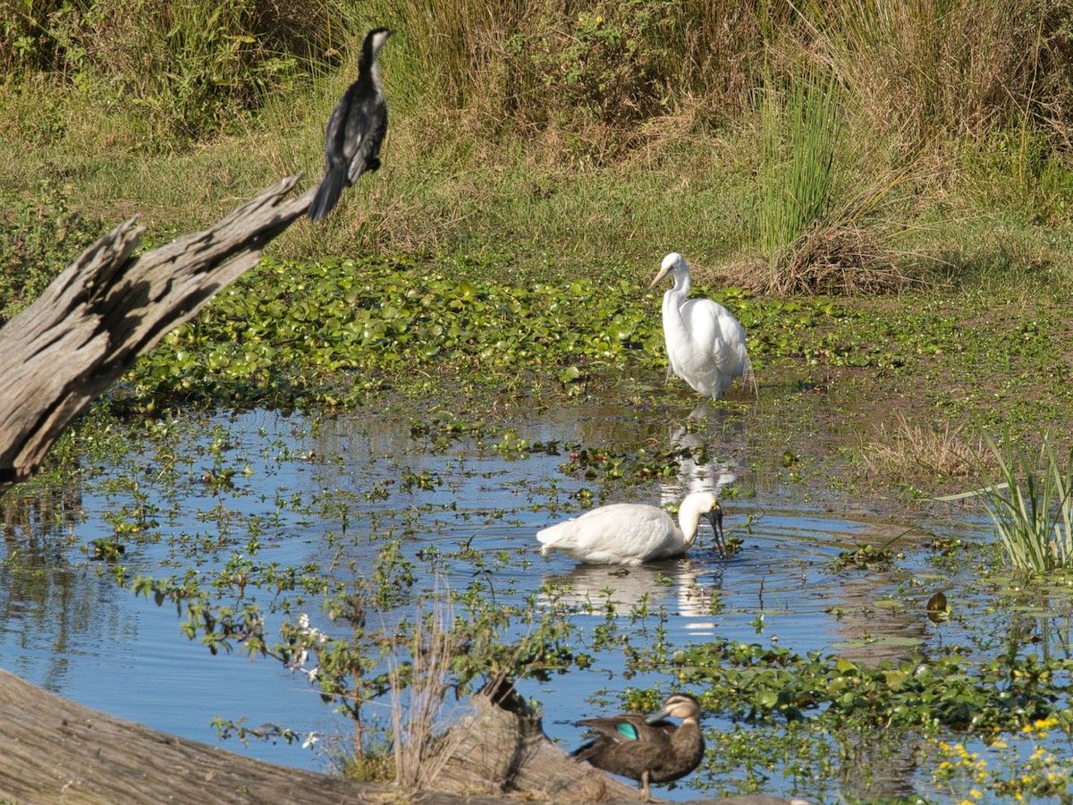 Royal Spoonbill - ML620911822