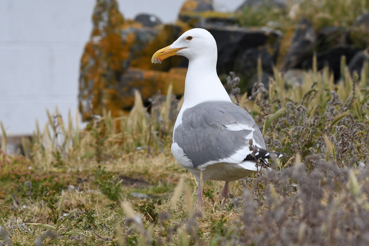 Western Gull - ML620911824