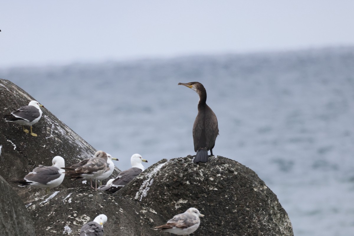 Japanese Cormorant - ML620911825