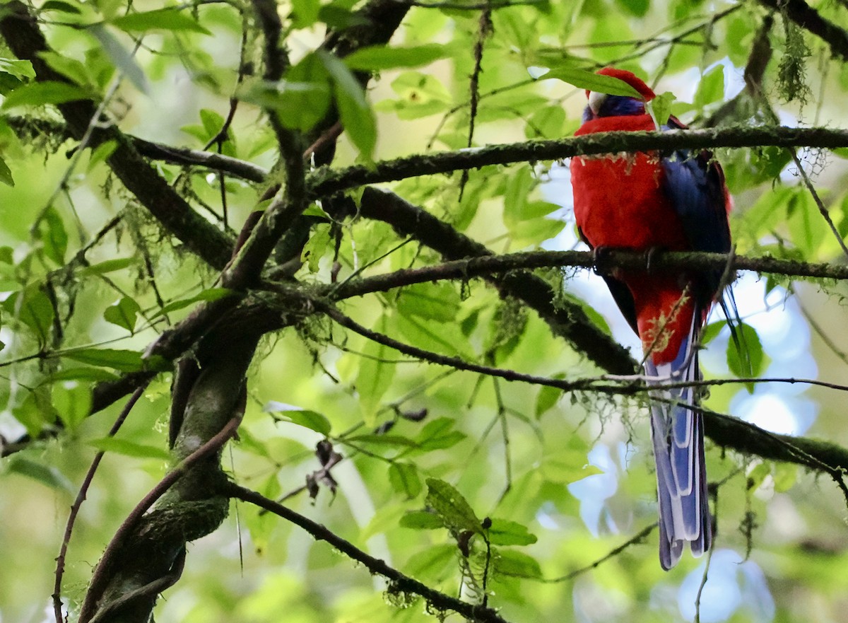 Crimson Rosella - ML620911842