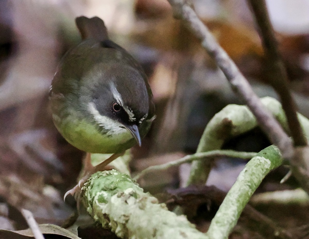 Weißbrauensericornis - ML620911846