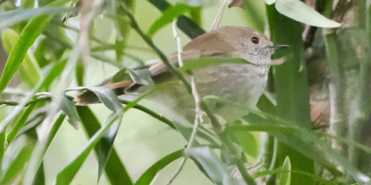 Brown Thornbill - ML620911848