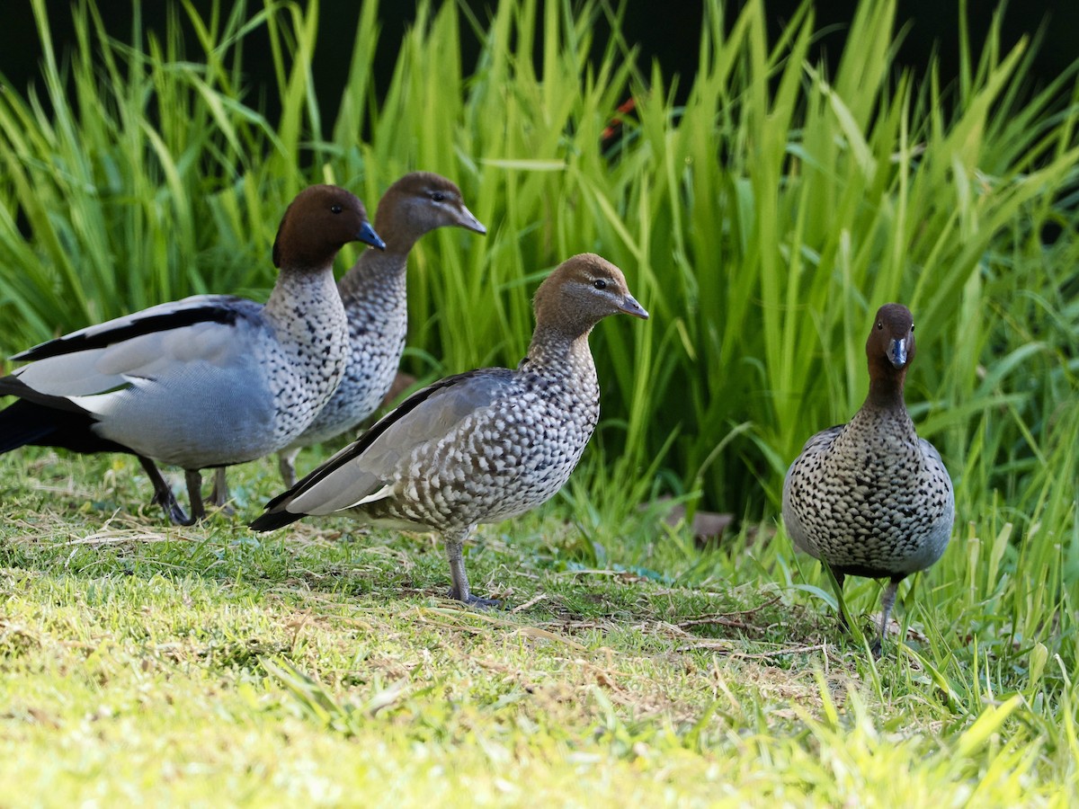 Canard à crinière - ML620911850