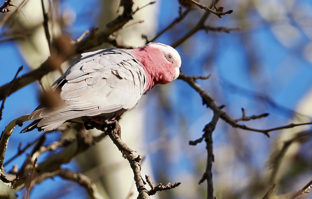 Cacatúa Galah - ML620911851