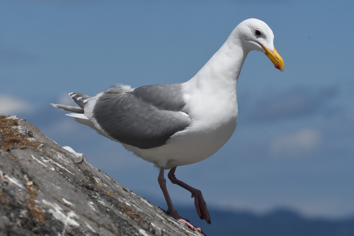 Glaucous-winged Gull - ML620911860