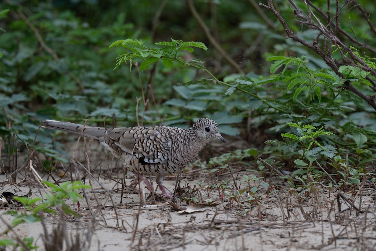 Scaled Dove - ML620911870