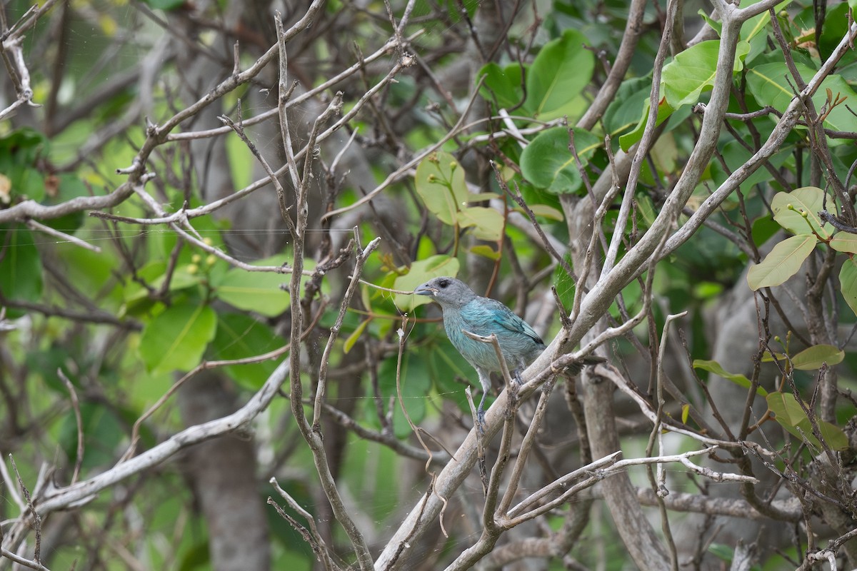 Glaucous Tanager - ML620911871