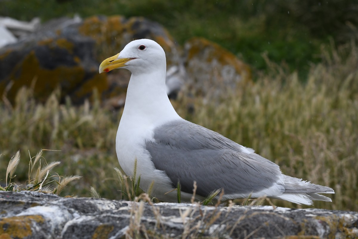 Gaviota de Bering - ML620911873