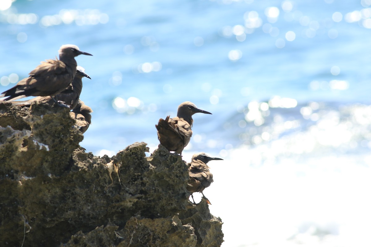 Brown Noddy - ML620911874