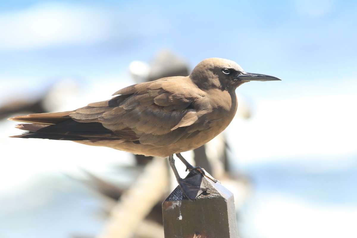 Brown Noddy - ML620911877