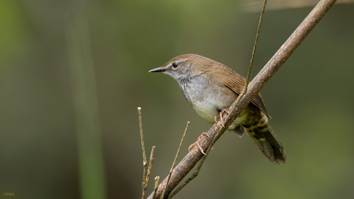 Spotted Bush Warbler - ML620911878