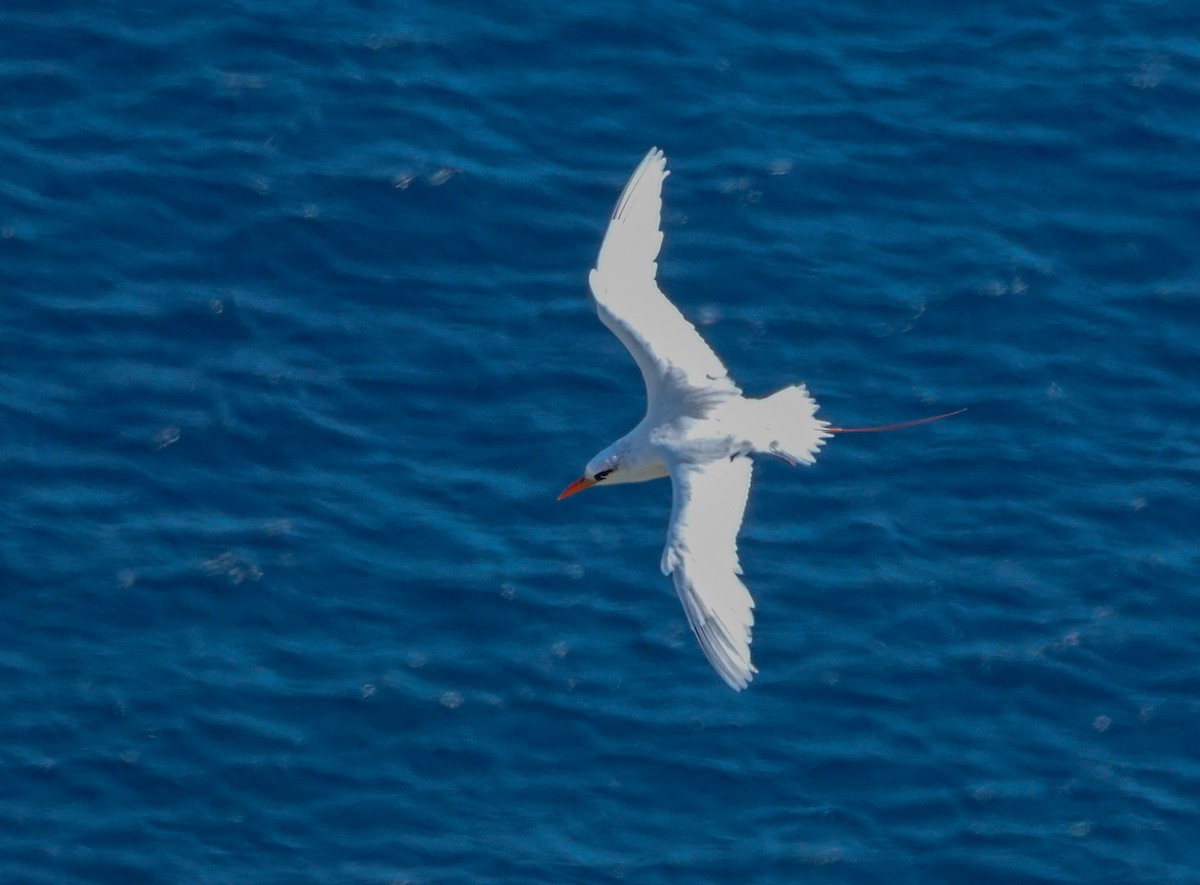 Red-tailed Tropicbird - ML620911879