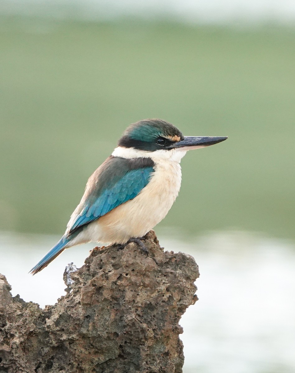 Sacred Kingfisher - ML620911885