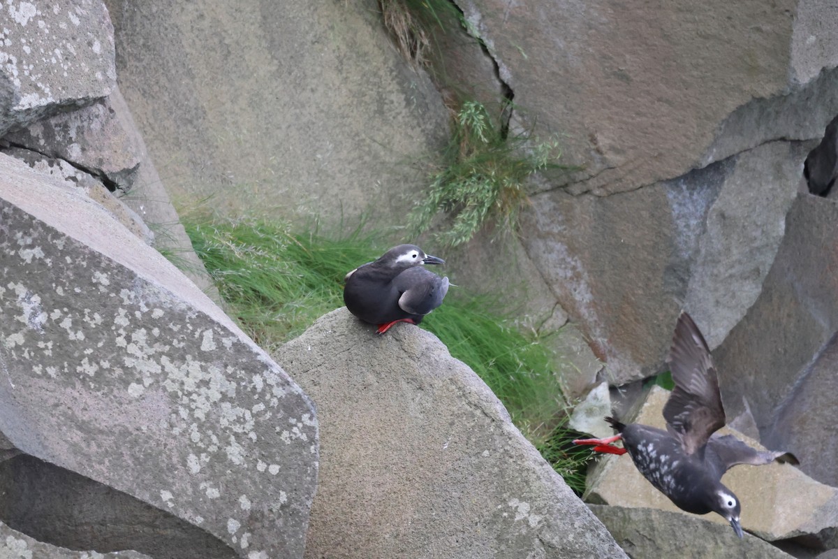 Spectacled Guillemot - ML620911886