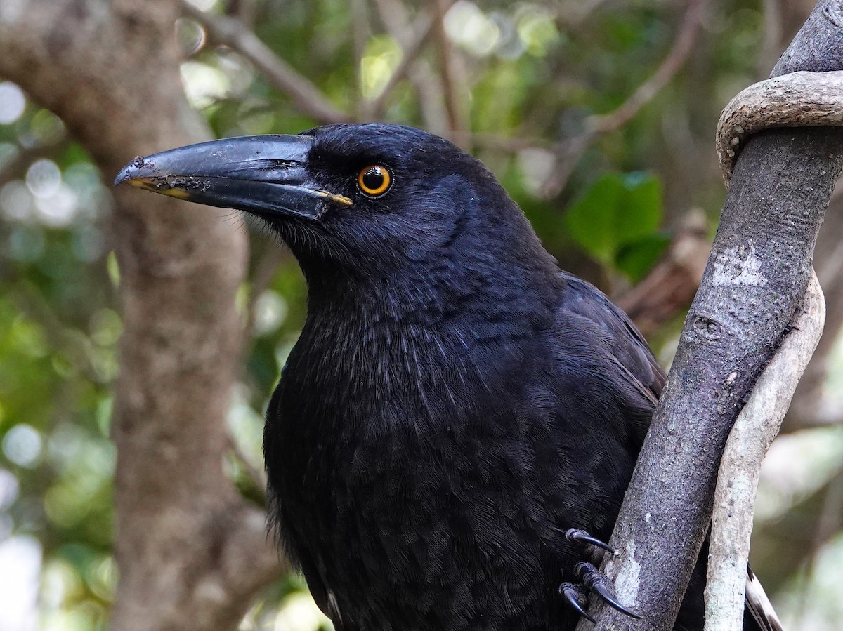 Pied Currawong - ML620911887