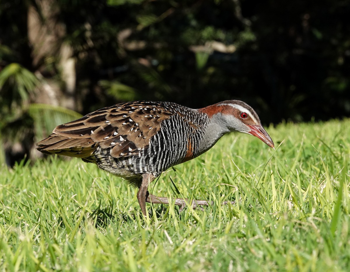 Buff-banded Rail - ML620911889