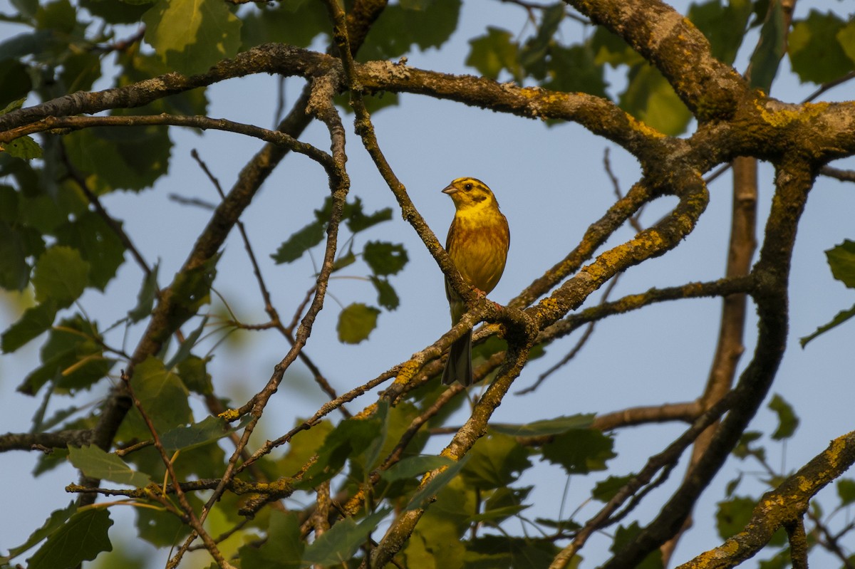 Yellowhammer - ML620911896