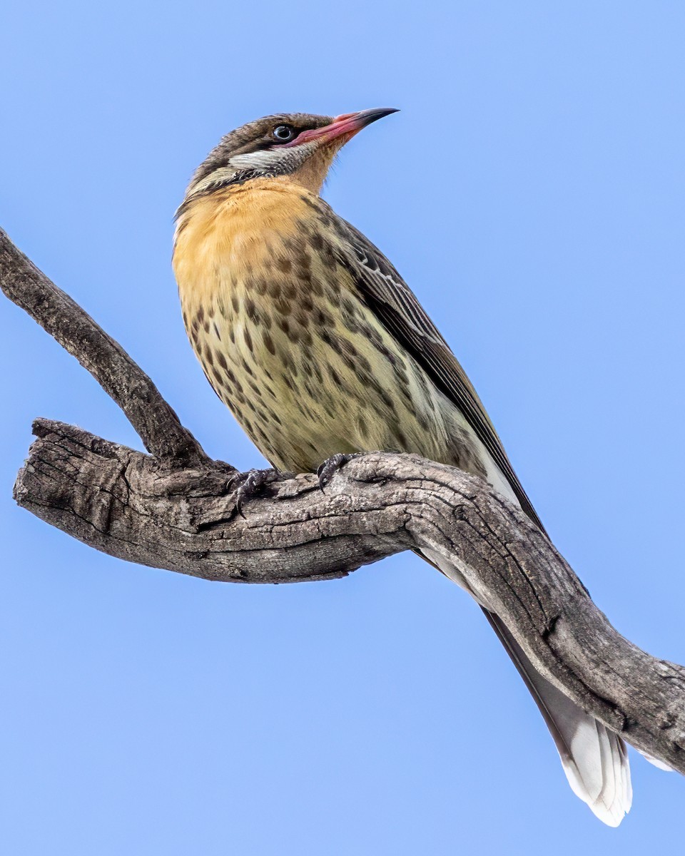 Spiny-cheeked Honeyeater - Alan Melville