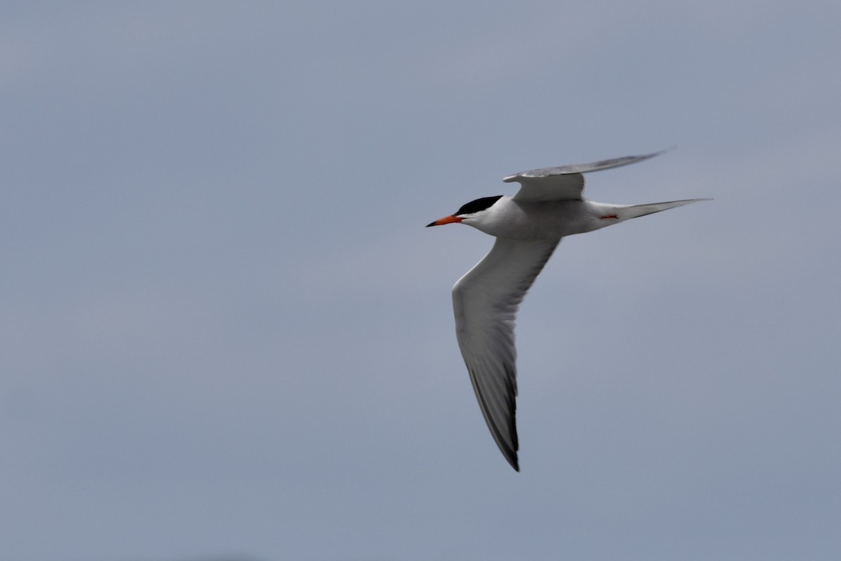 Common Tern - ML620911898