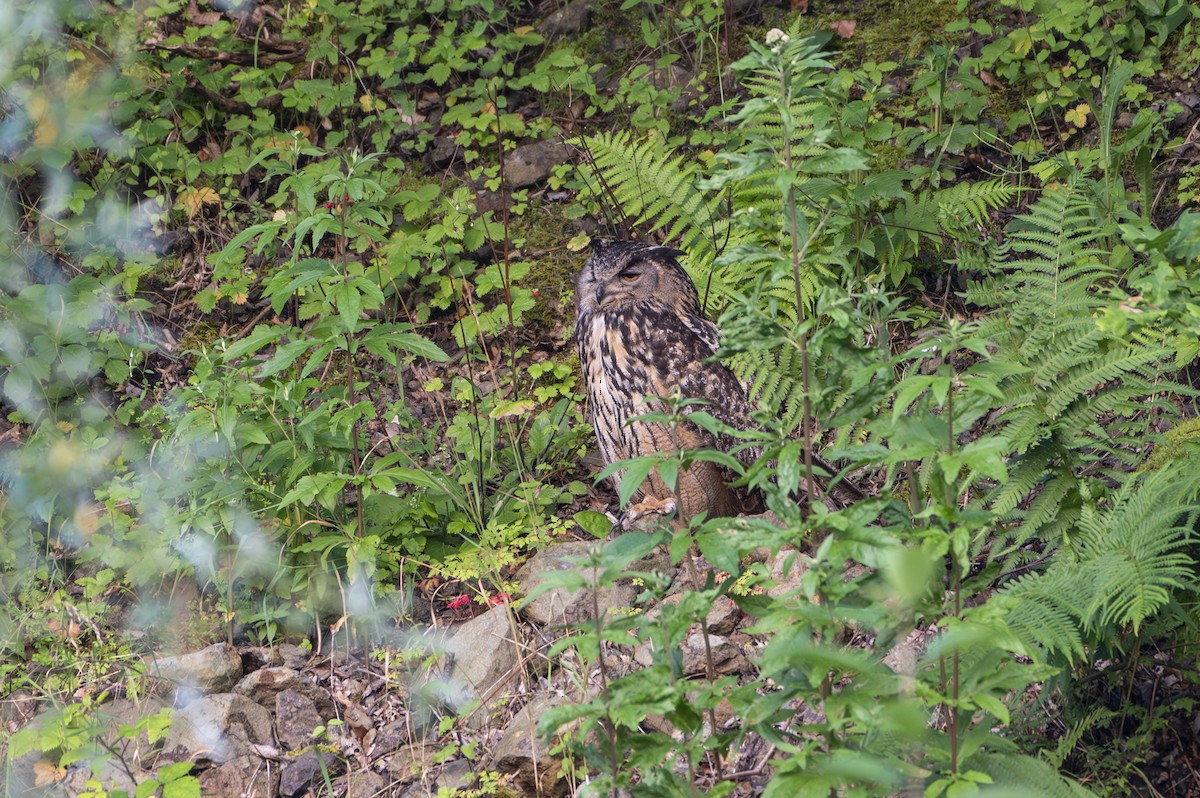 Eurasian Eagle-Owl - ML620911899