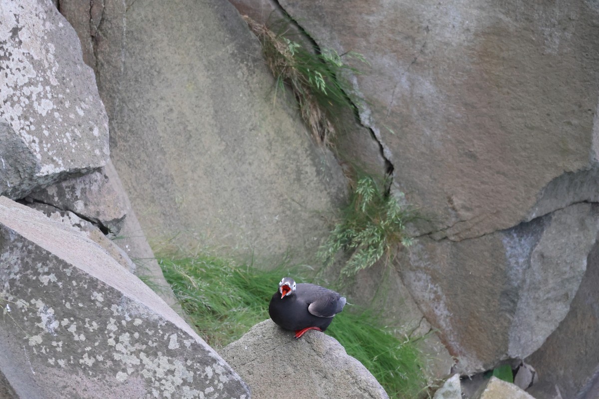 Spectacled Guillemot - ML620911900