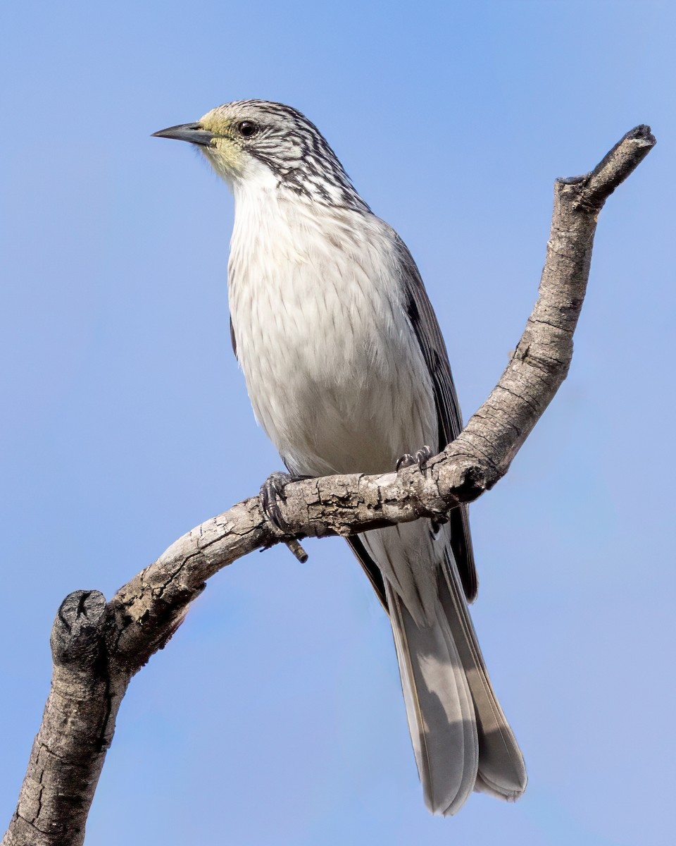 Striped Honeyeater - ML620911901