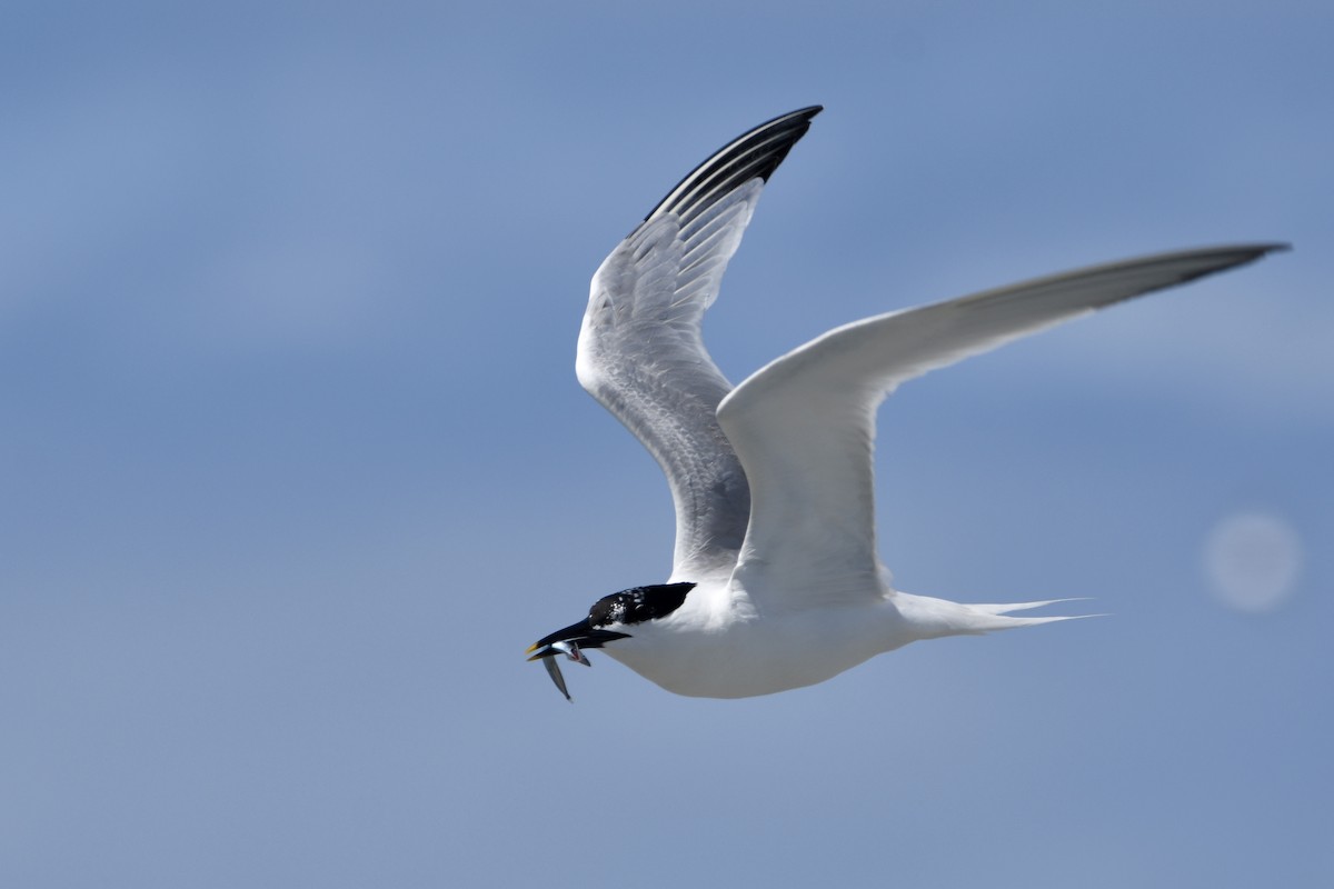 Sandwich Tern - Stanley Davis