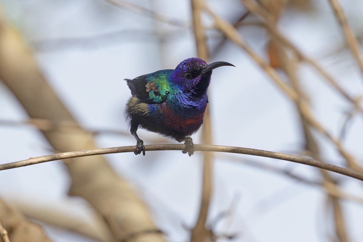 Splendid Sunbird - ML620911906