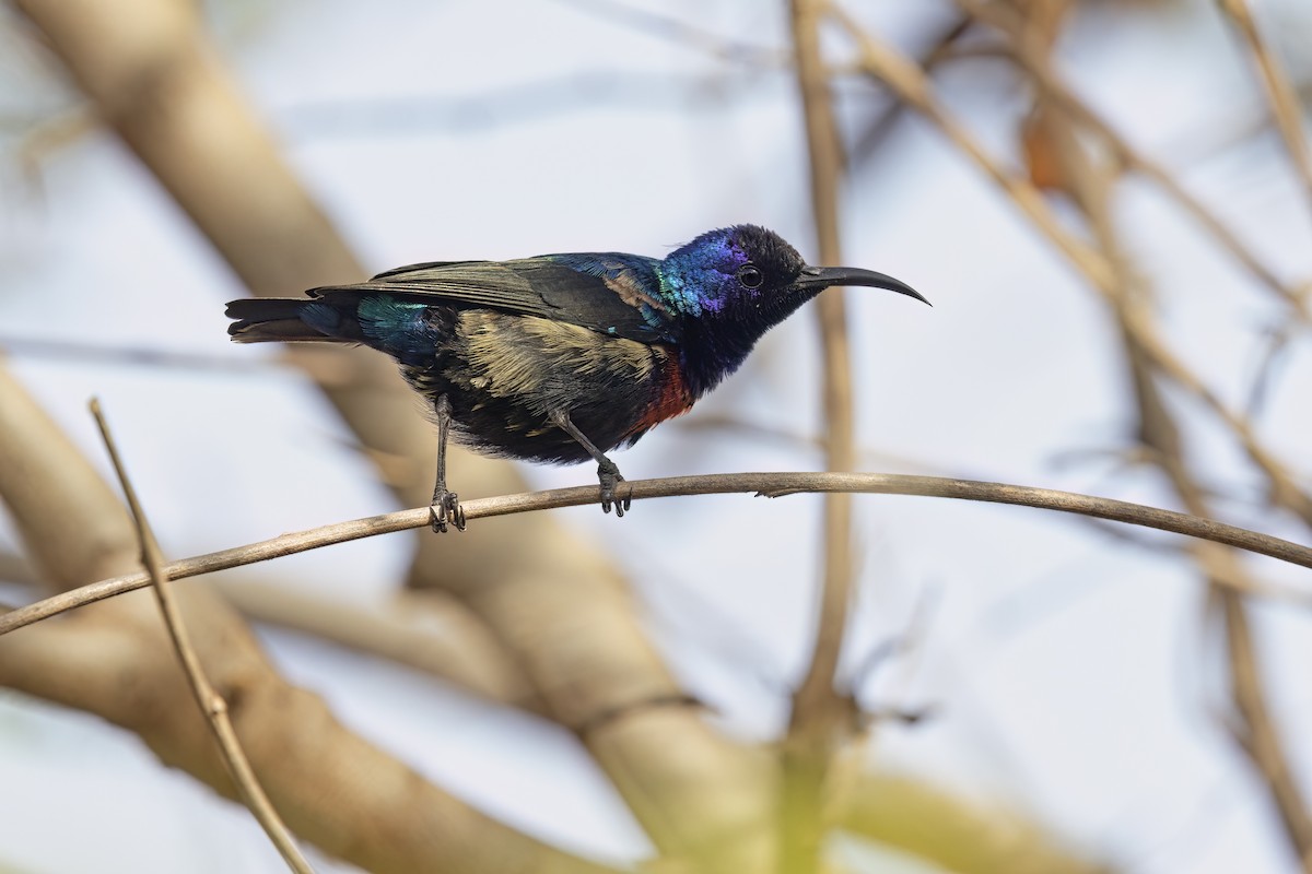 Splendid Sunbird - ML620911907