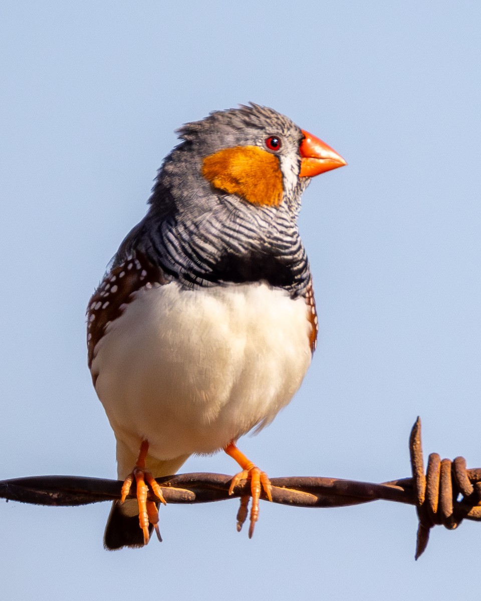 Zebra Finch - ML620911909