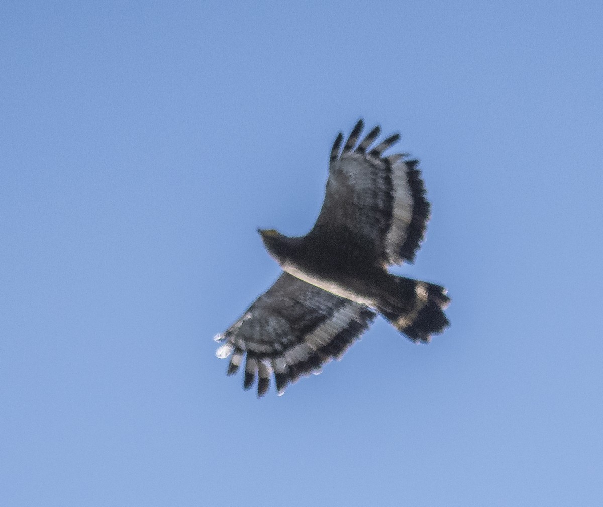 Crested Serpent-Eagle - ML620911914