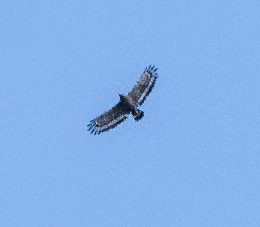 Crested Serpent-Eagle - ML620911916