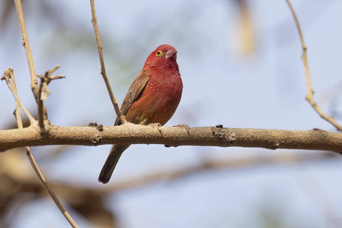 Red-billed Firefinch - ML620911917