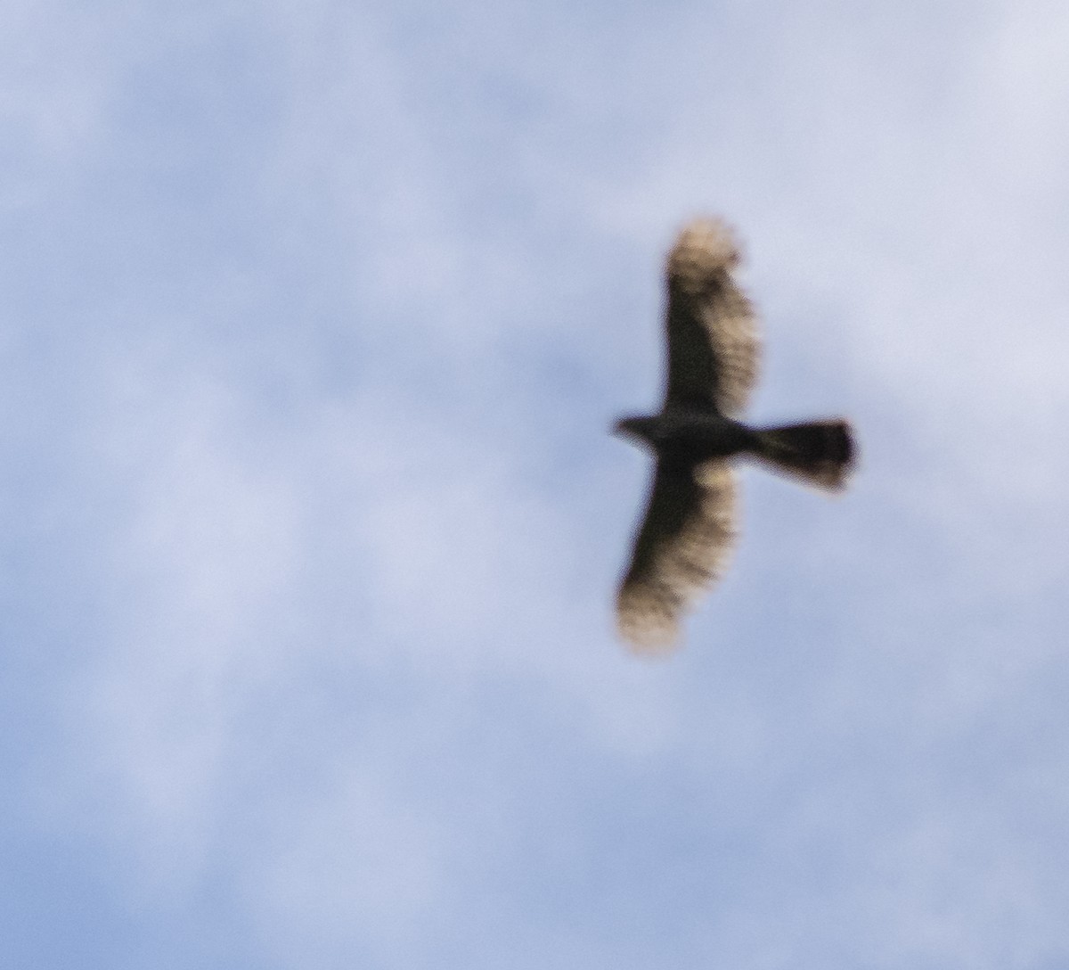 Crested Goshawk - ML620911919