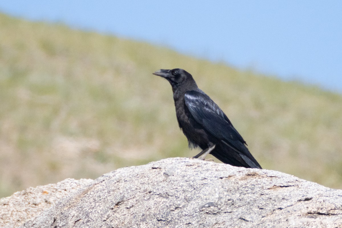 Common Raven - ML620911920