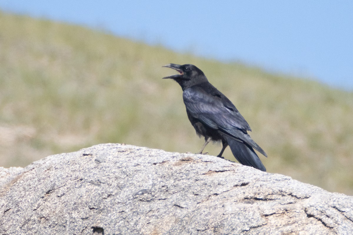 Common Raven - ML620911921