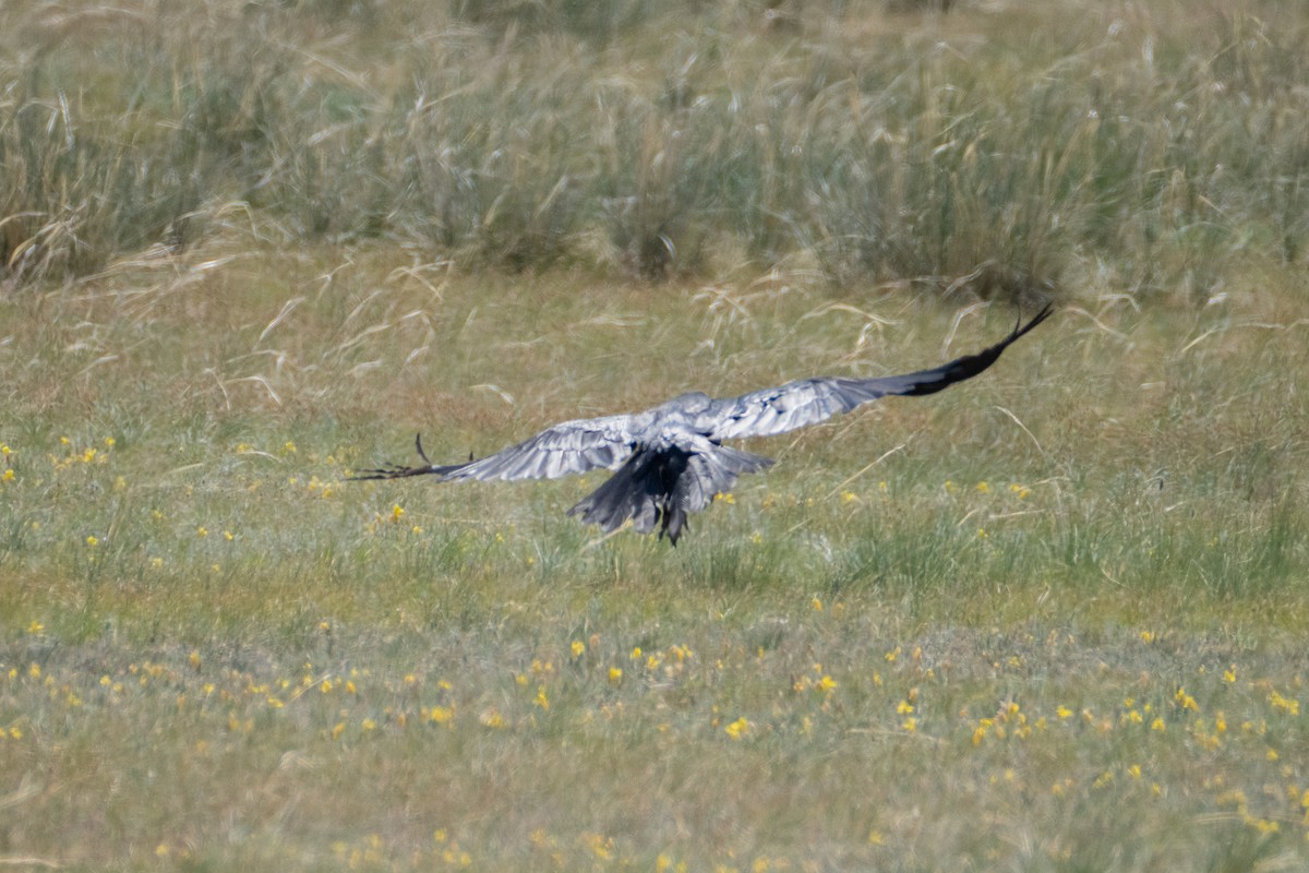 Common Raven - ML620911922