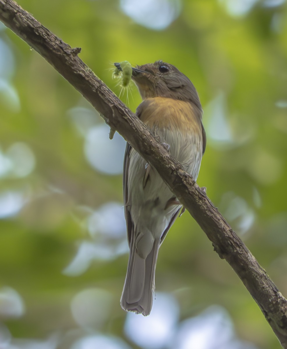 Hainan Blue Flycatcher - ML620911926