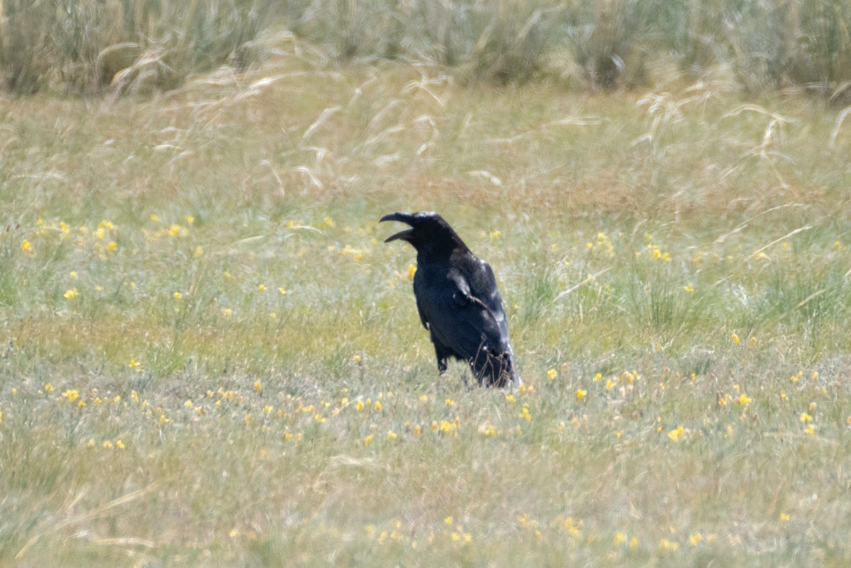 Common Raven - ML620911927