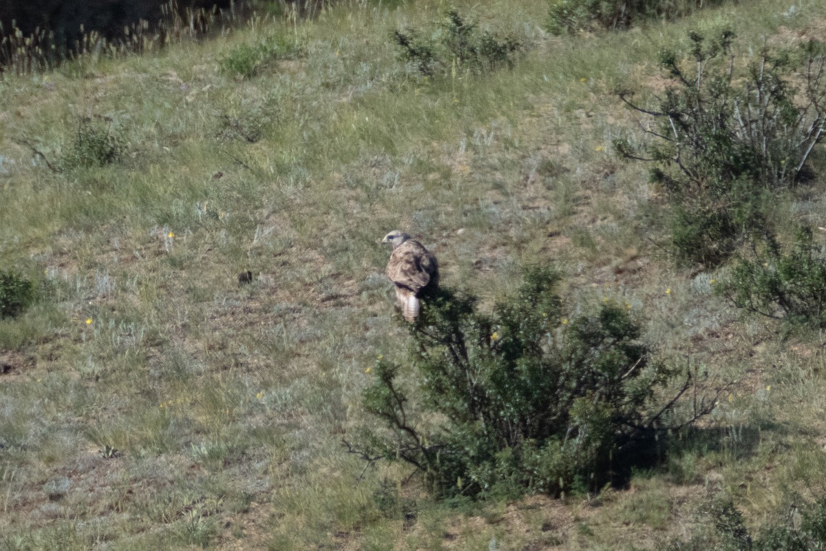 Upland Buzzard - ML620911933