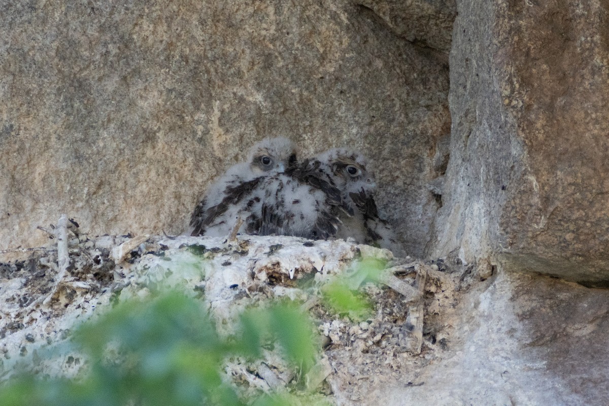 Saker Falcon - ML620911935