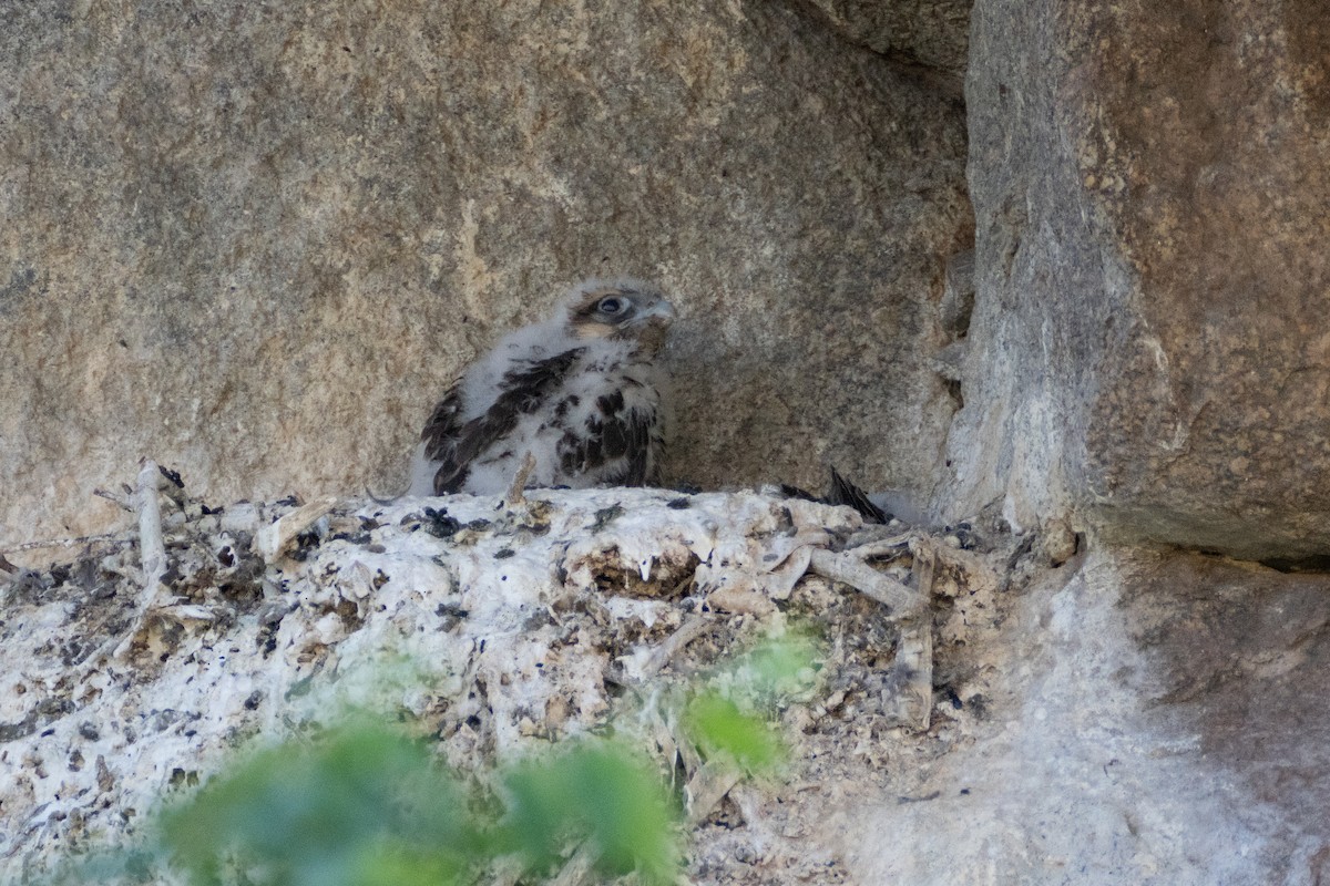 Saker Falcon - ML620911936