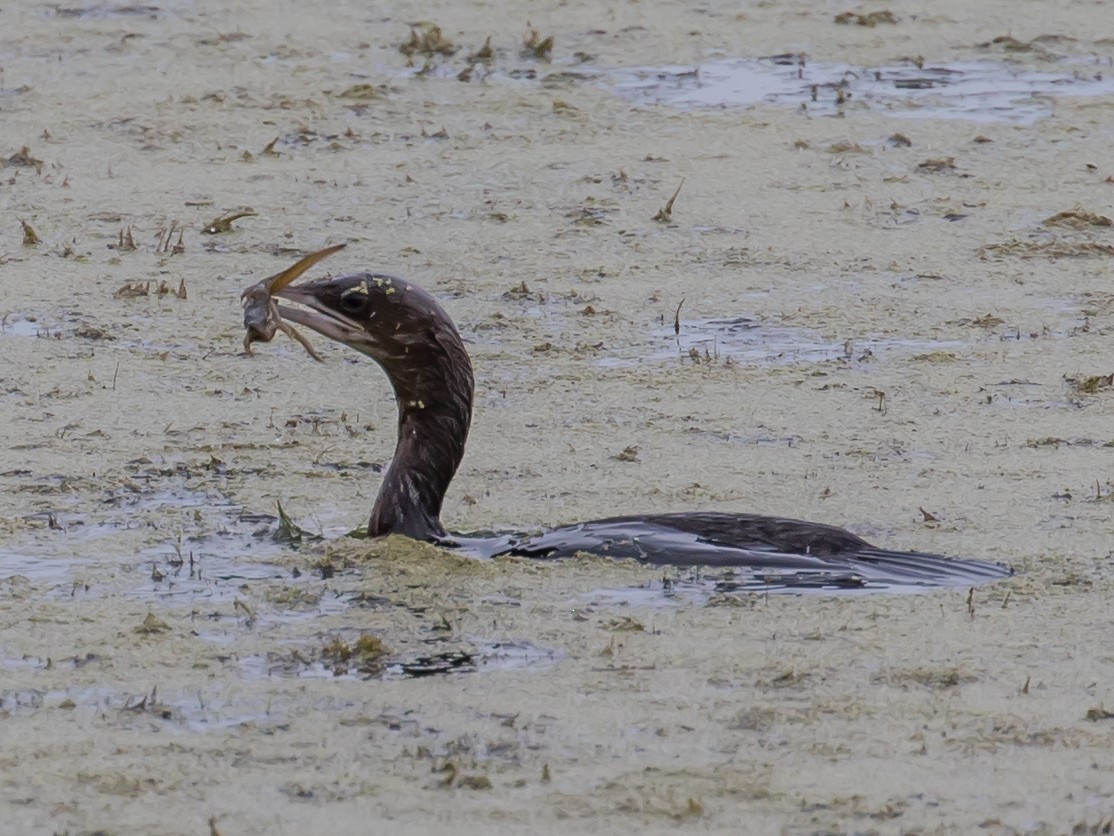 Pygmy Cormorant - ML620911945