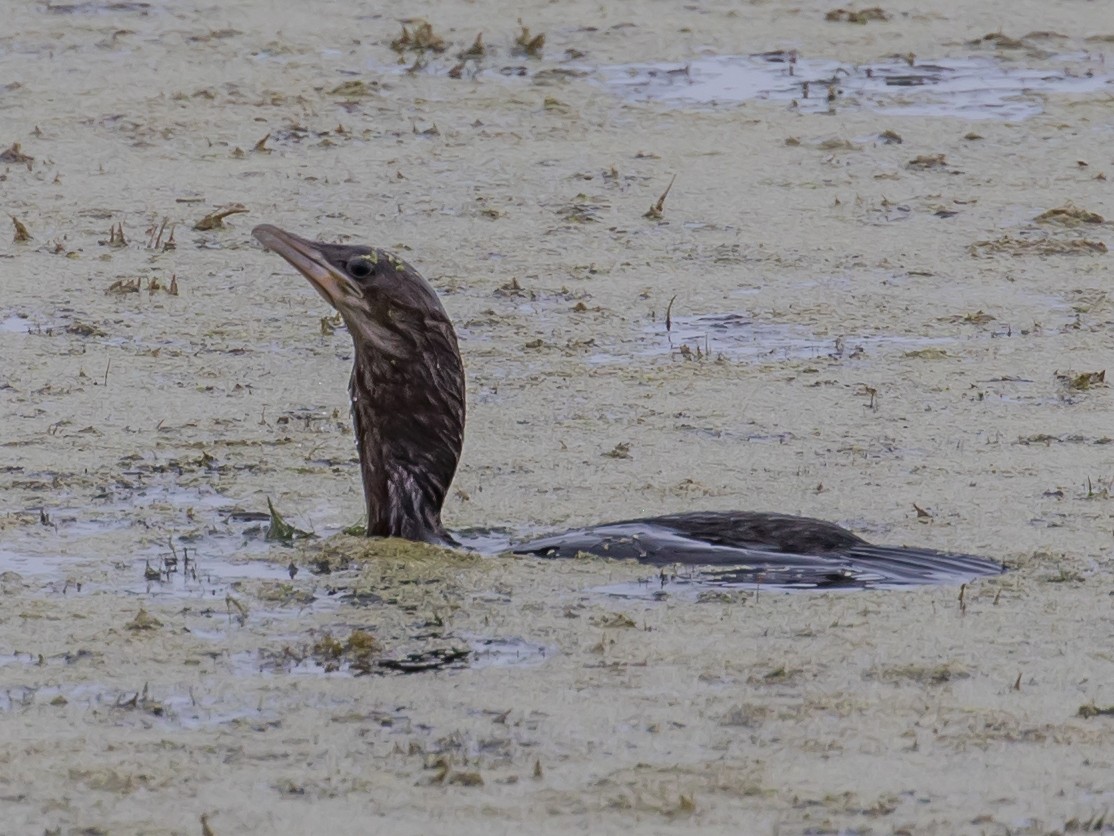 Pygmy Cormorant - ML620911946