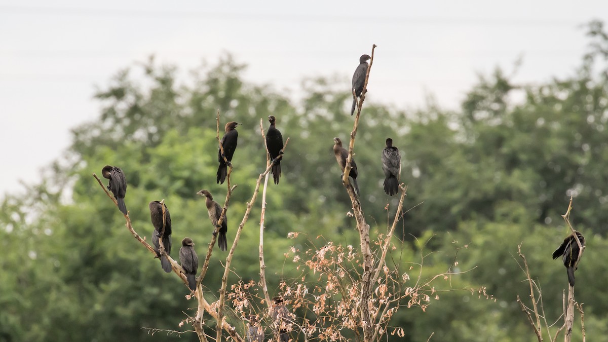 Pygmy Cormorant - ML620911947