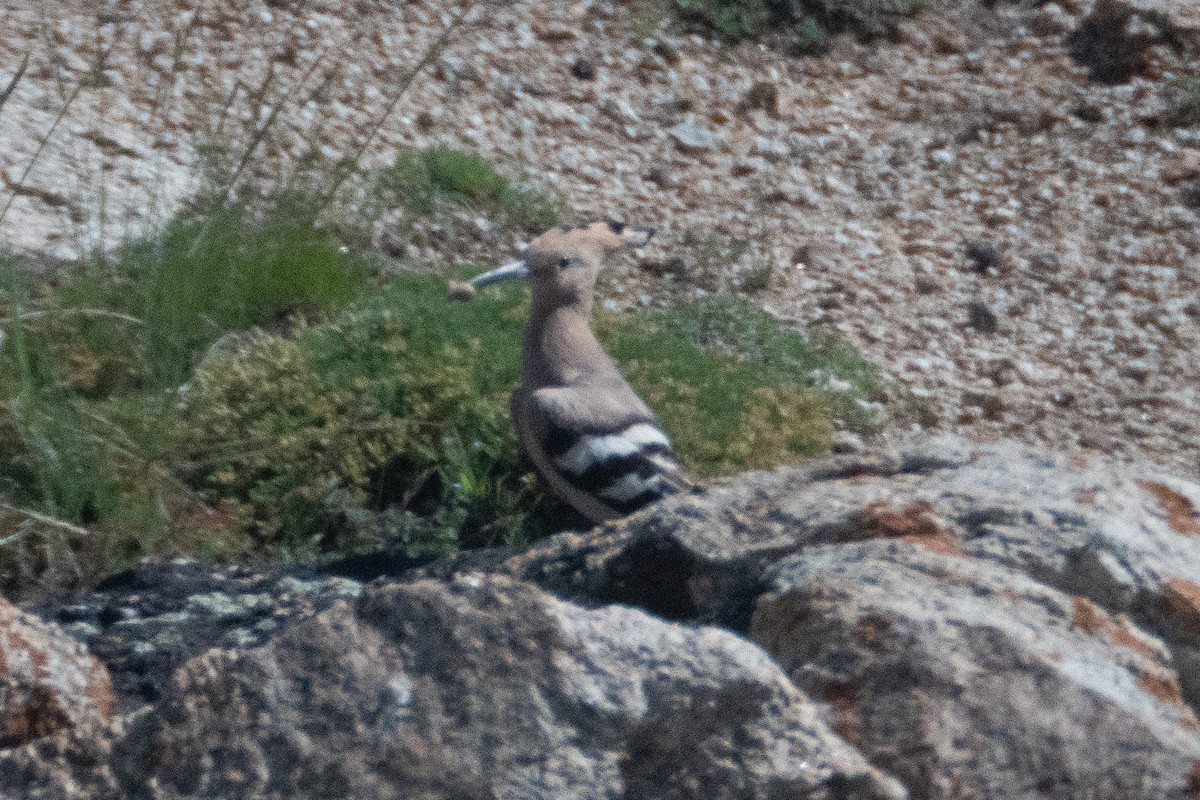 Eurasian Hoopoe - ML620911948